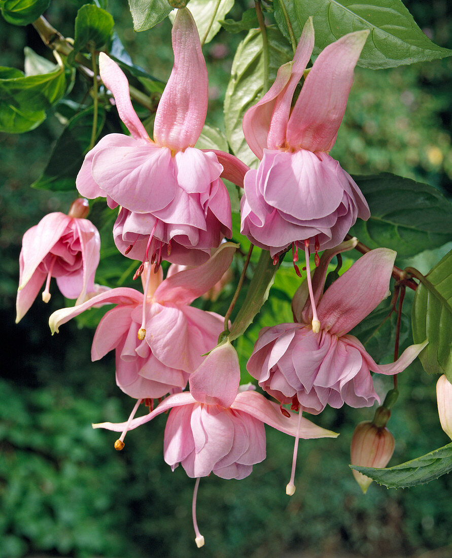 Fuchsie 'Tuonela'