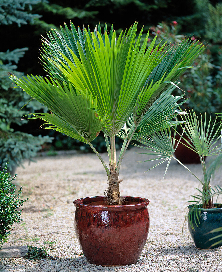 Pritchardia Pacifica