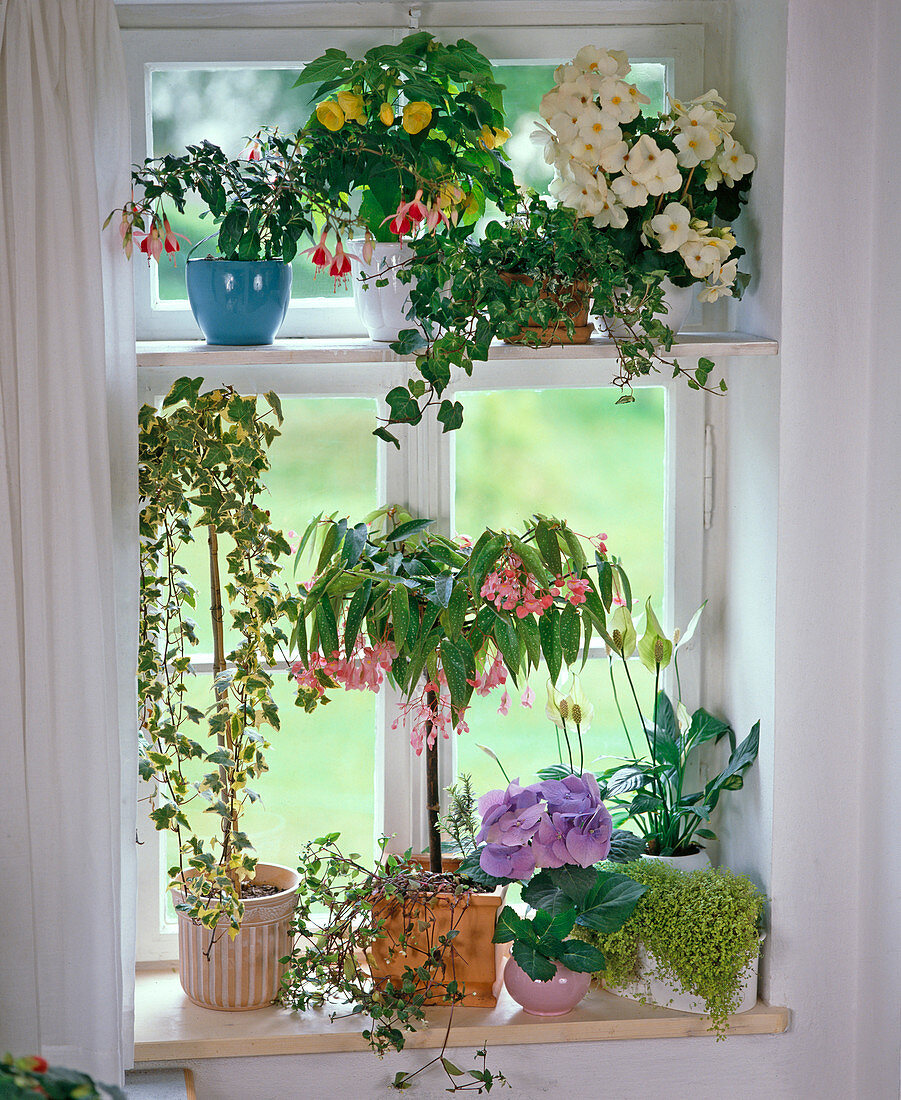 Blühende Pflanzen für das Nordfenster, Fuchsien, Abutilon