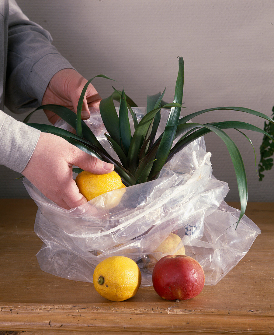 Apfel- UND Zitronenduft bringt BROMELIEN zur Blüte