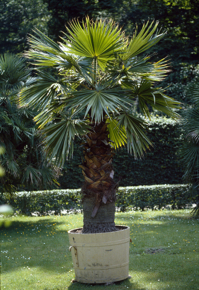 Trachycarpus Fortunei