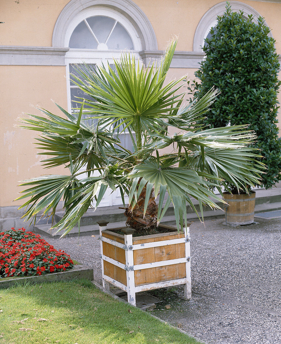 Washingtonia Filifera