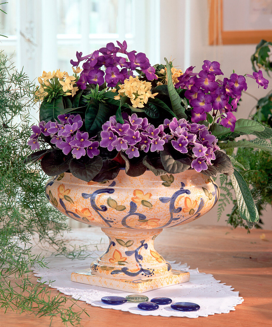 Bowl of Saintpaulia (African Violet)