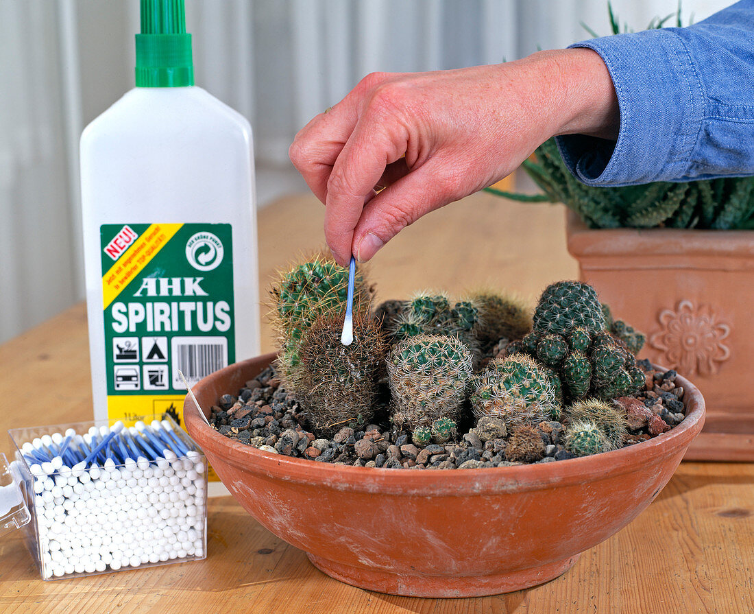 Fighting lice on cacti with undiluted alcohol