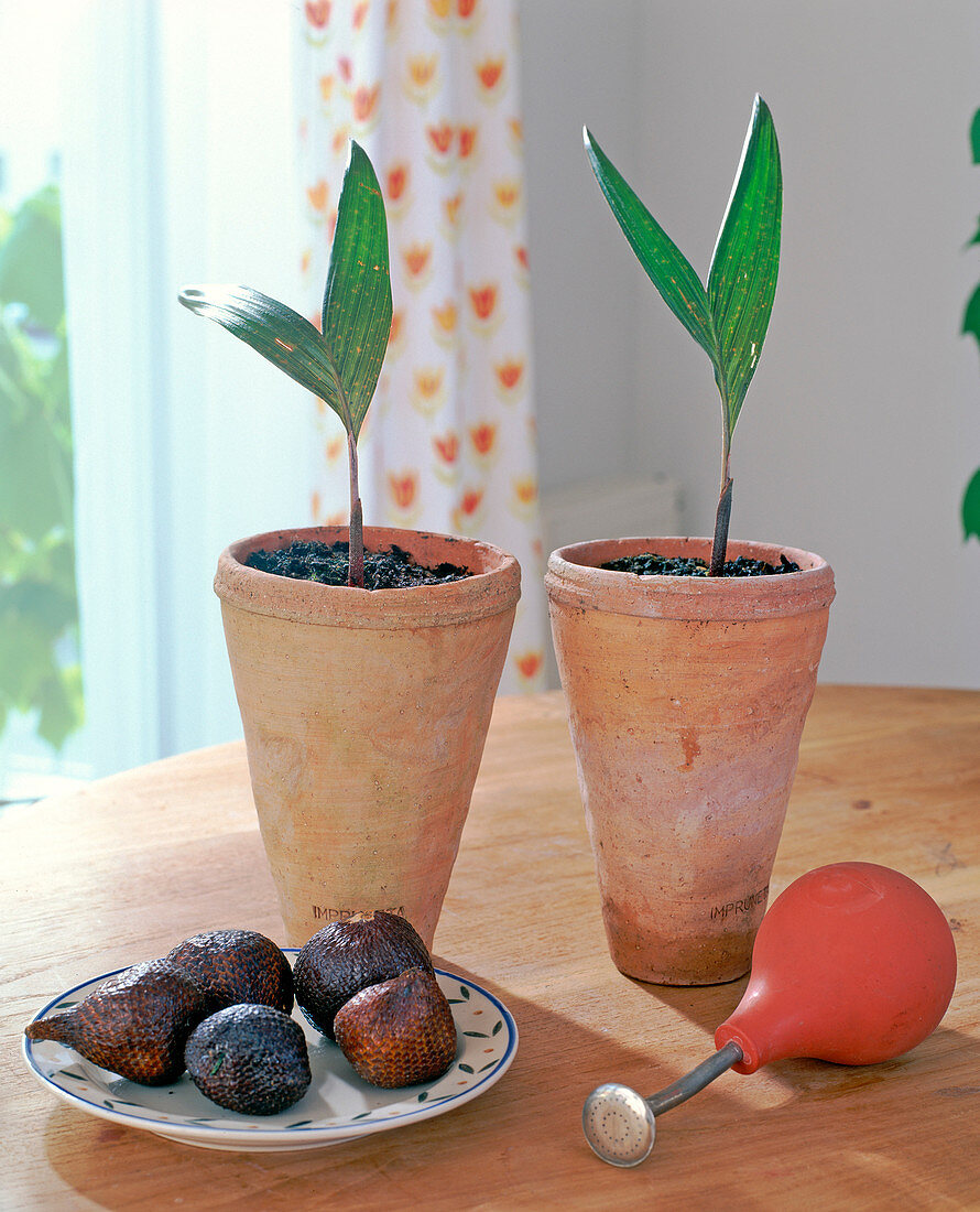 Sowing exotic fruits