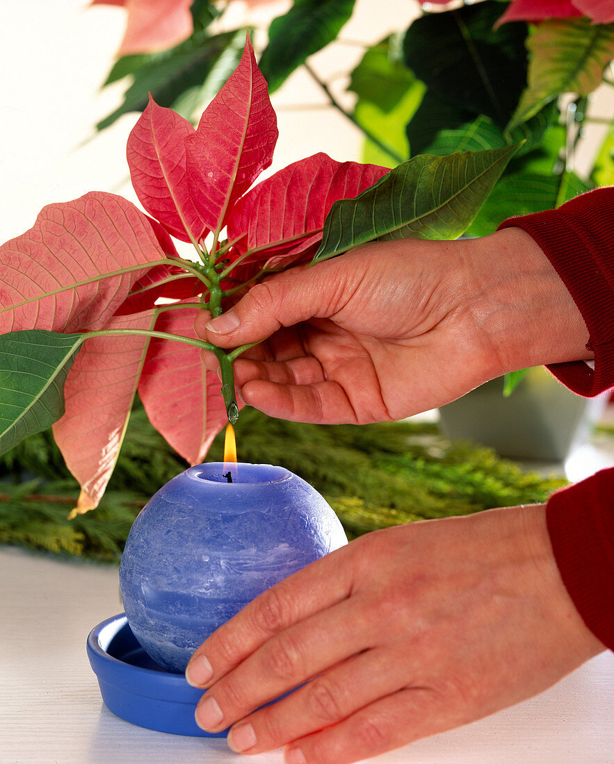 Weihnachtsstern hält länger in der Vase, wenn Schnittstelle über Kerzenflamme