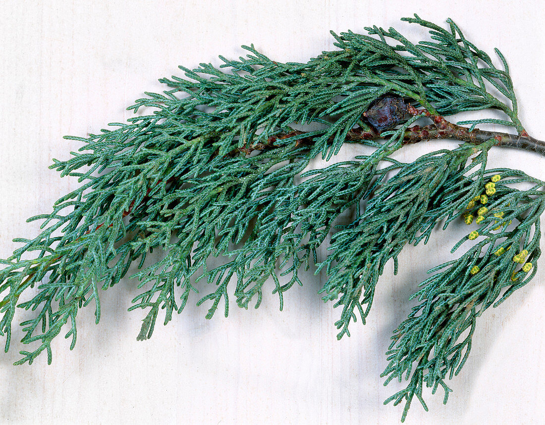 Zweige von Cupressus arizonica