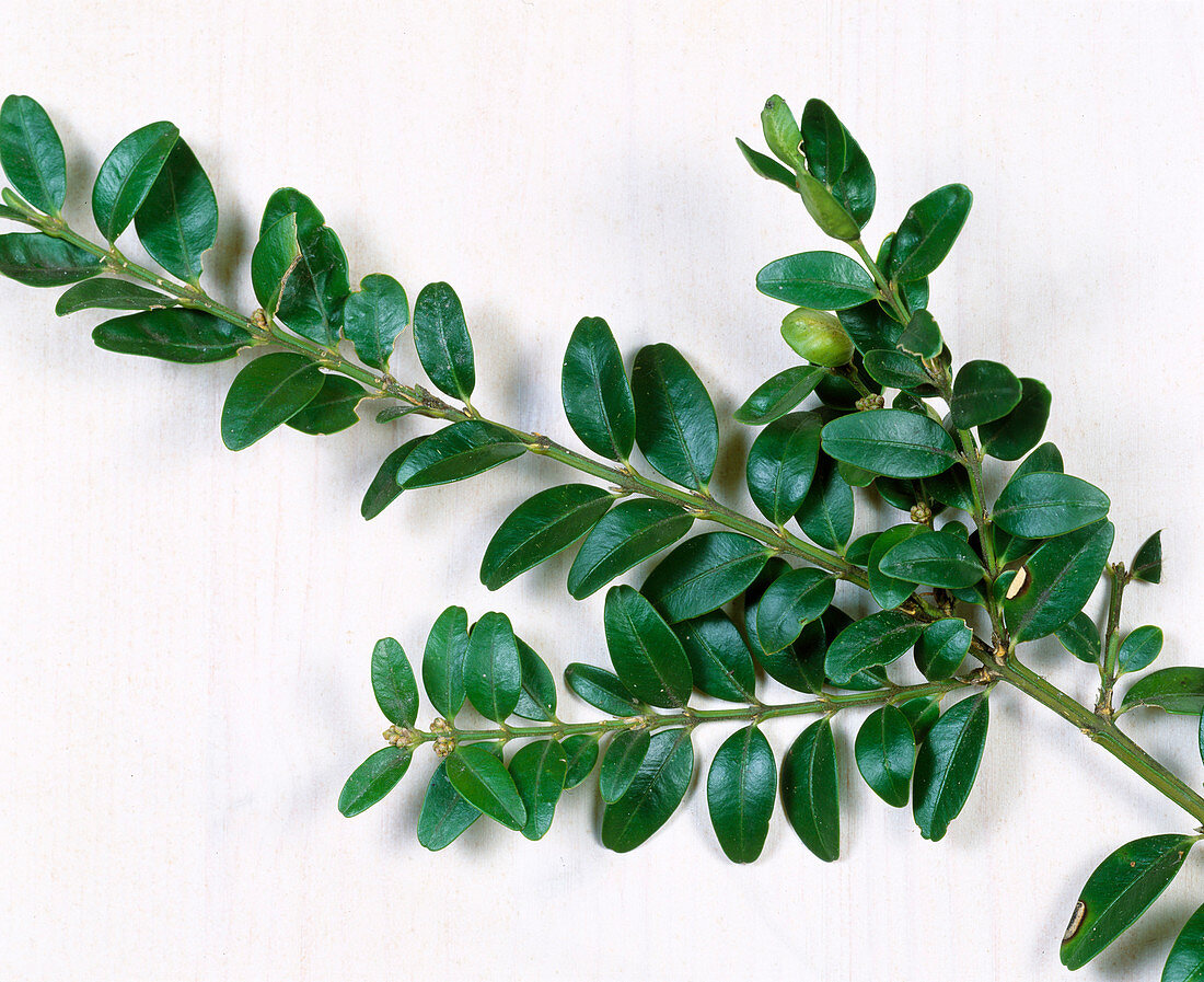 Branches of Buxus sempervirens (boxwood)