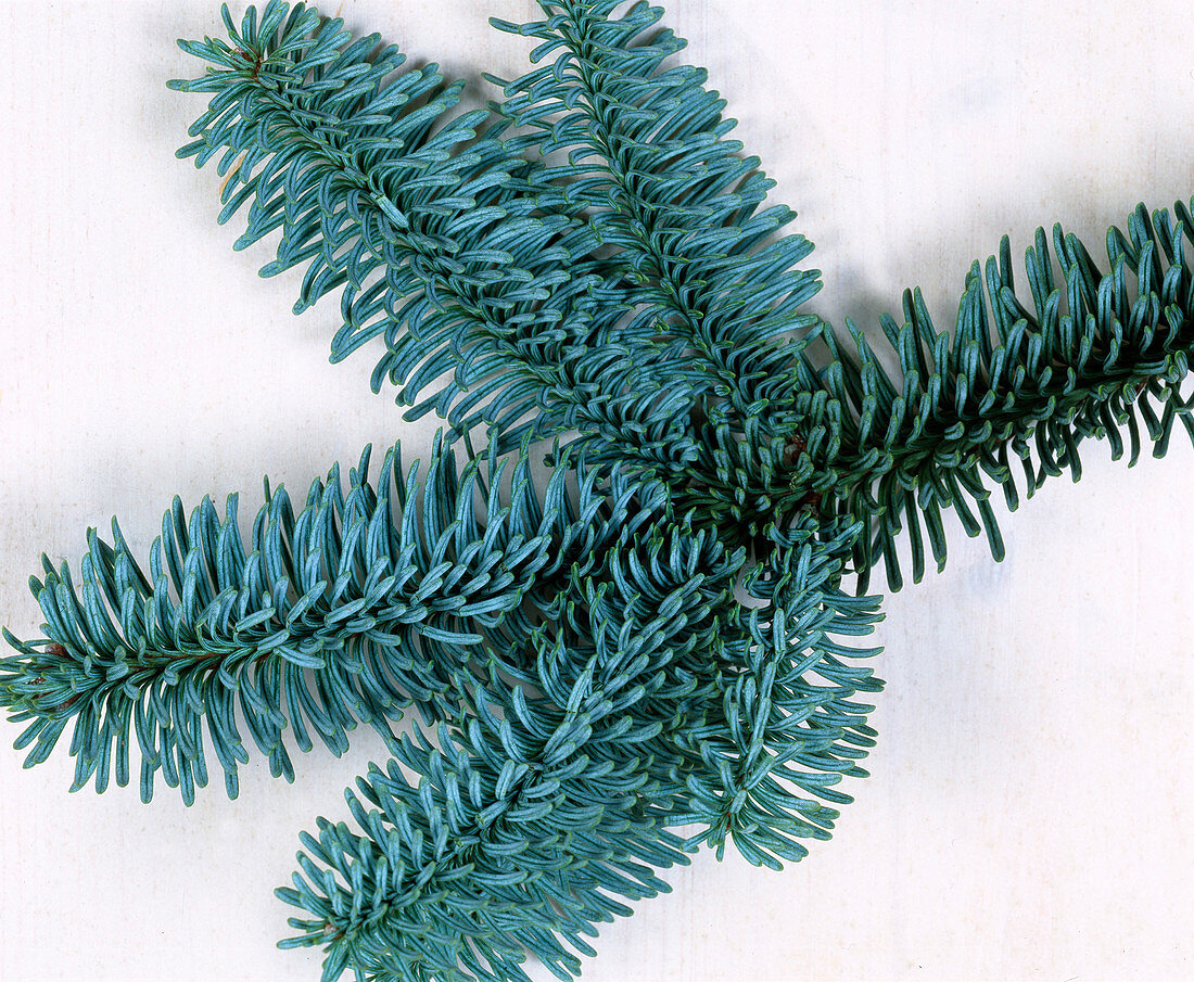 Branch of Abies procera