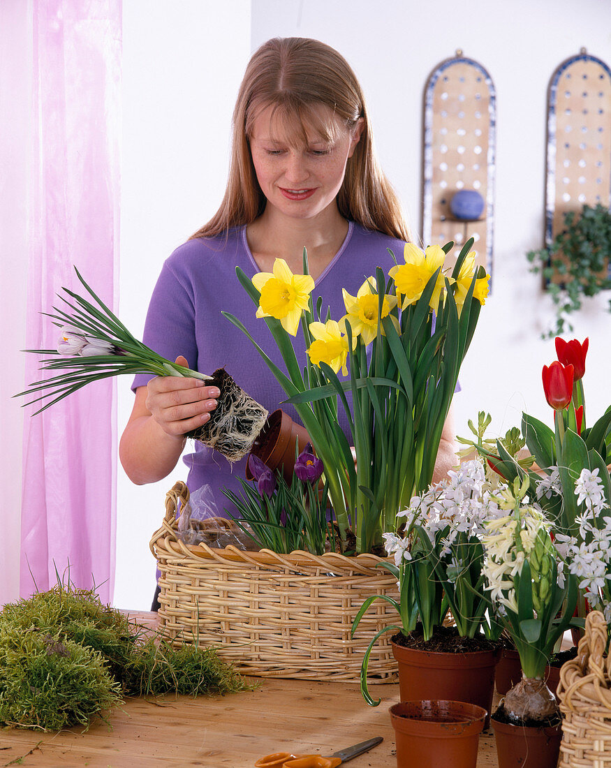 Plant basket with crocus, daffodil, hyacinths