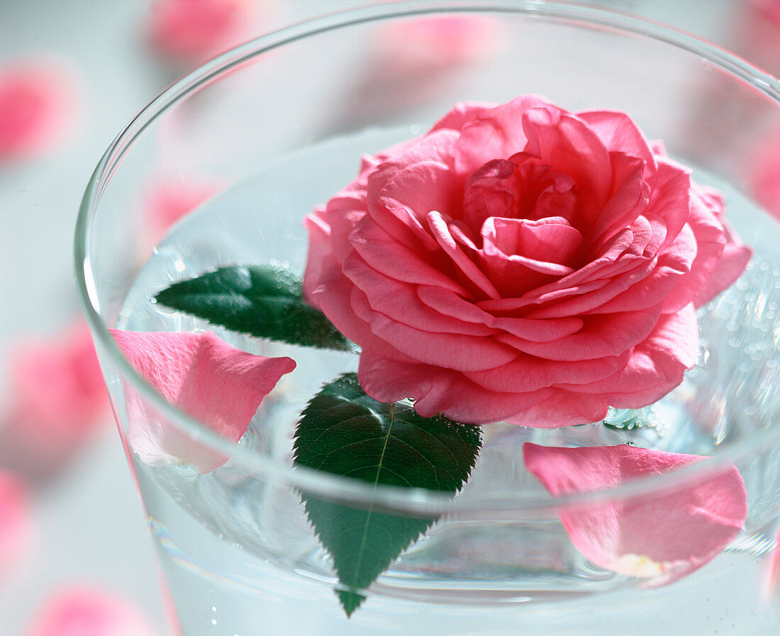 Rose blossom in the glass of water