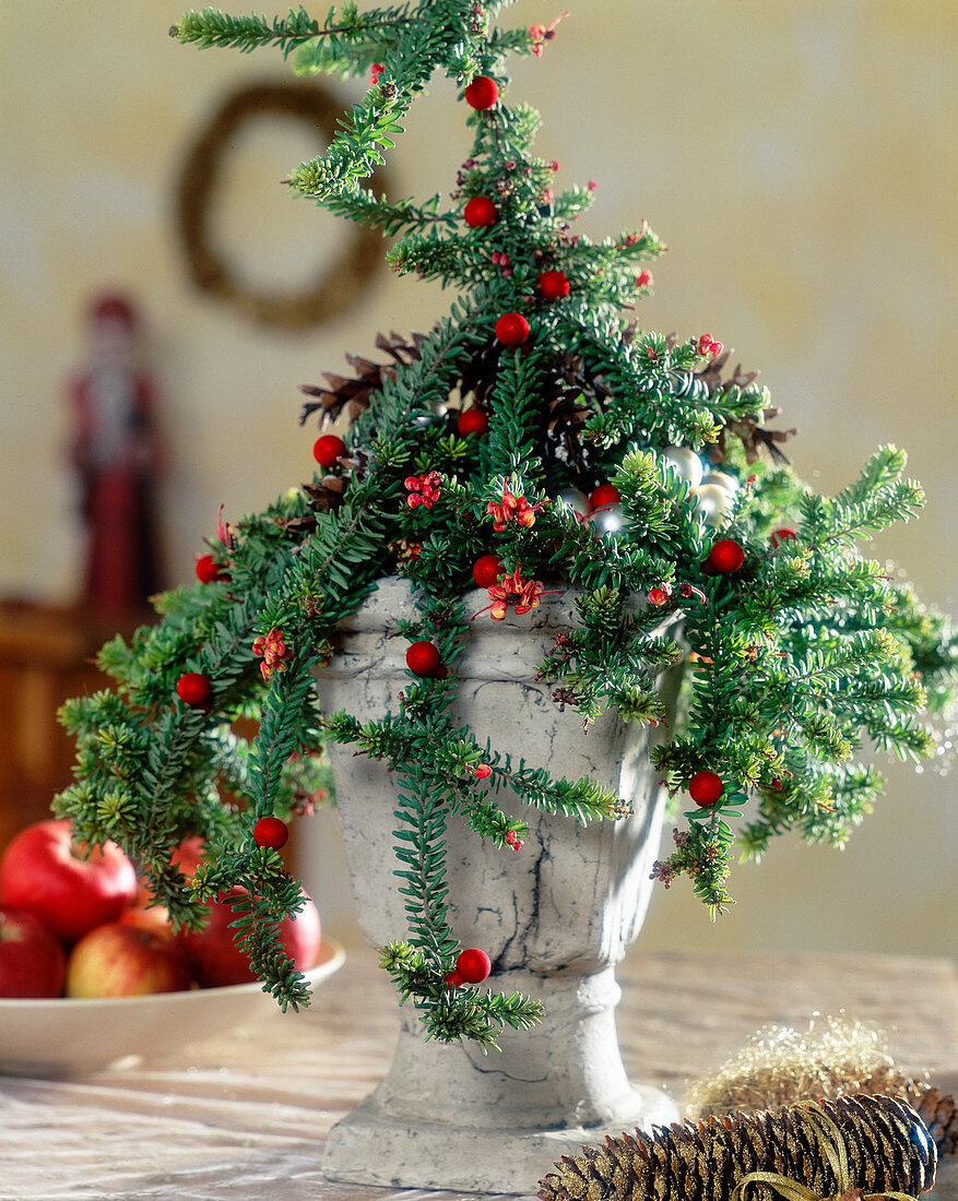 Grevillea als lebendiger Weihnachtsbaum mit kleinen Weihnachtskugeln verziert