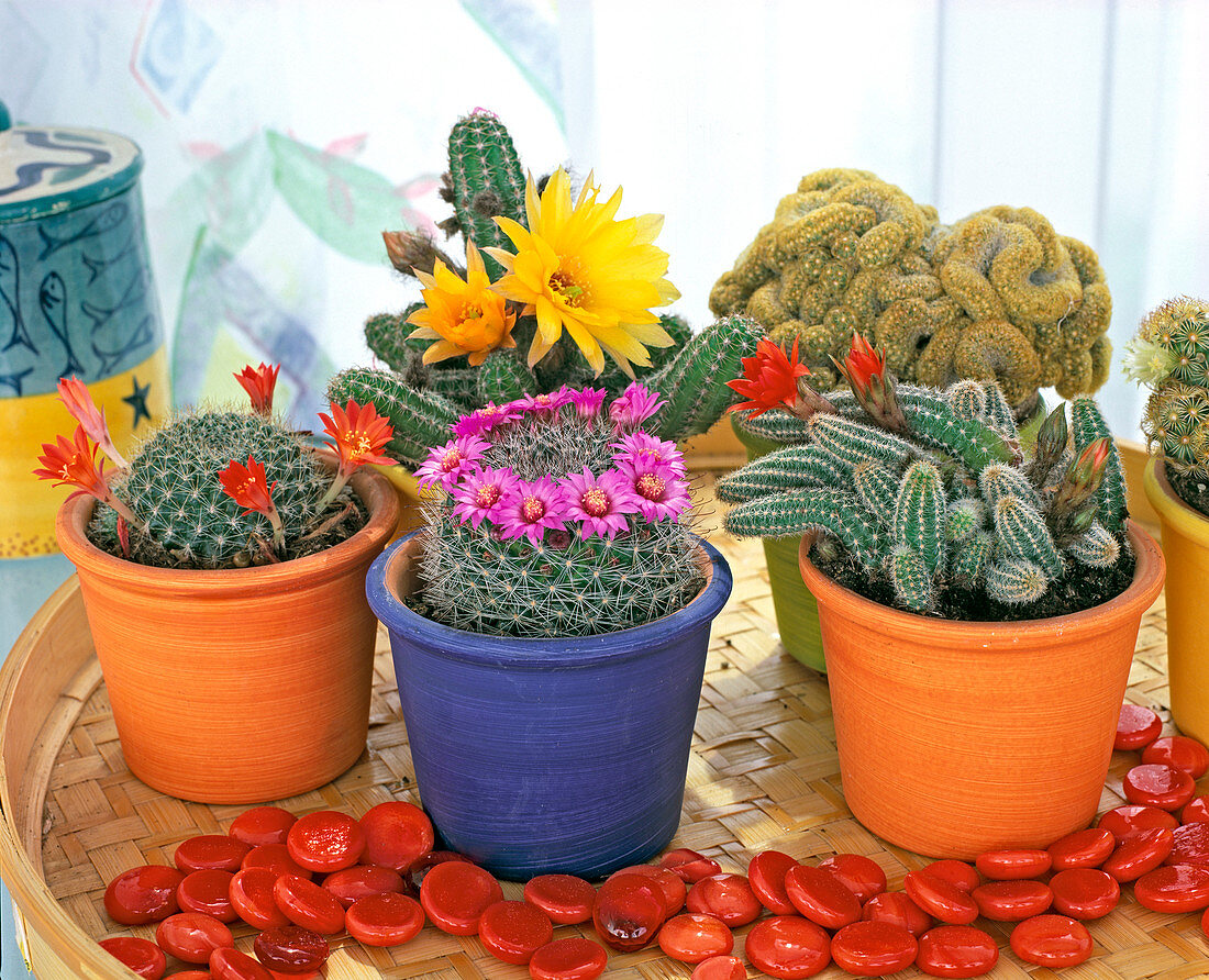 Blooming cactuses