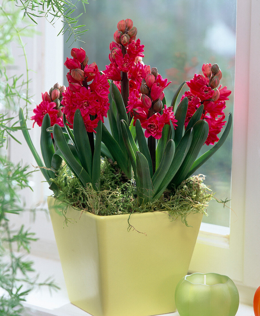 Hyacinthus ORIENTALIS