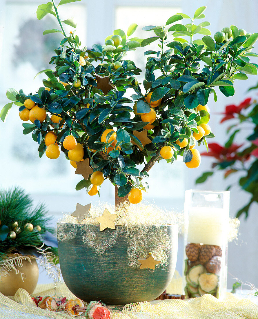 Fortunella 'Fukushu', Fukushu-Kumquat weihnachtlich geschmückt