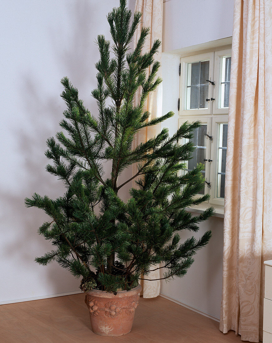 Pinus silvestris, pine