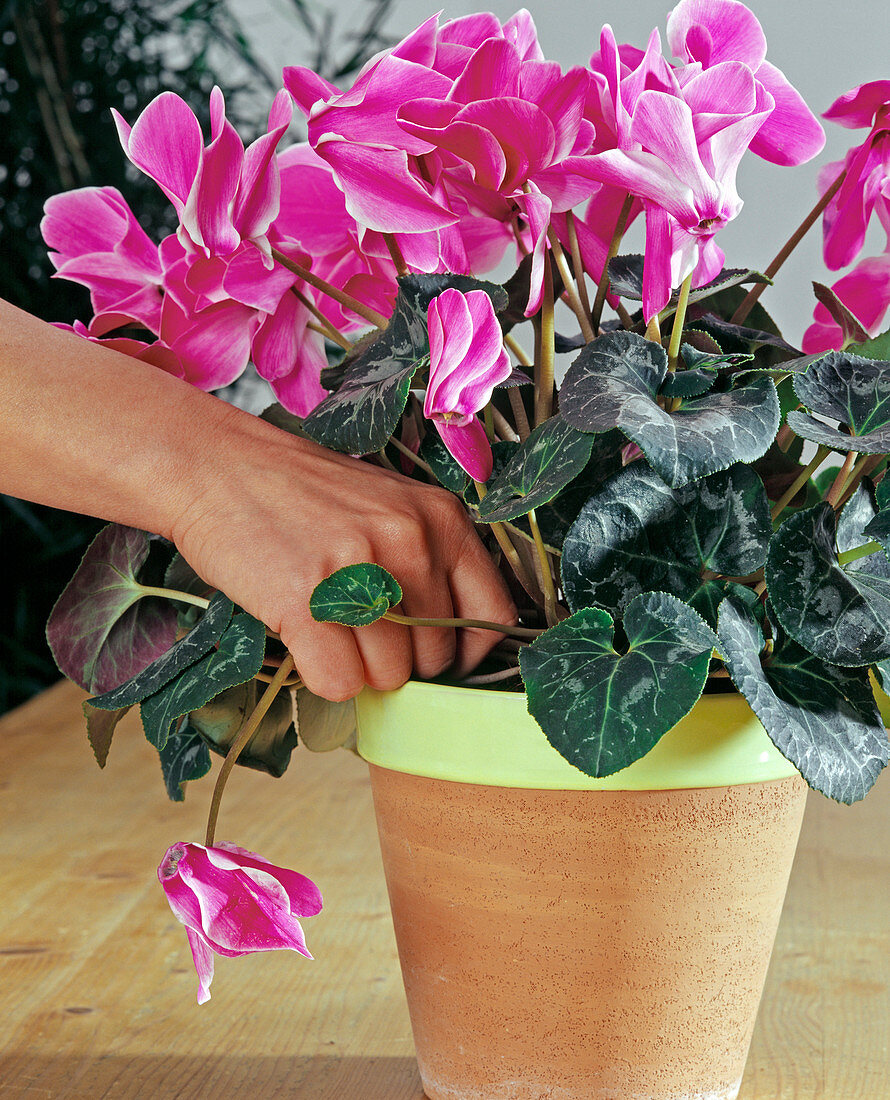 Verblühte BLÜTEN VON CYCLAMEN (Alpenveilchen)