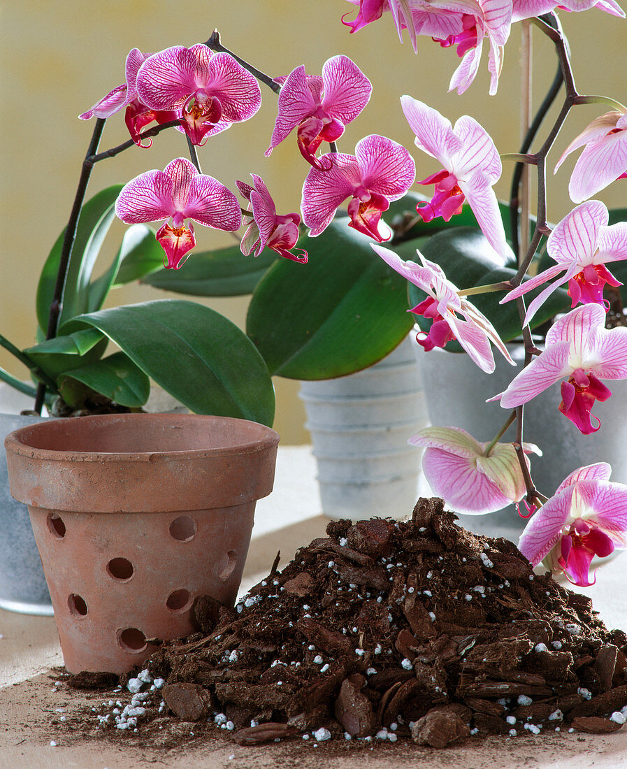 Orchid soil, pot with holes