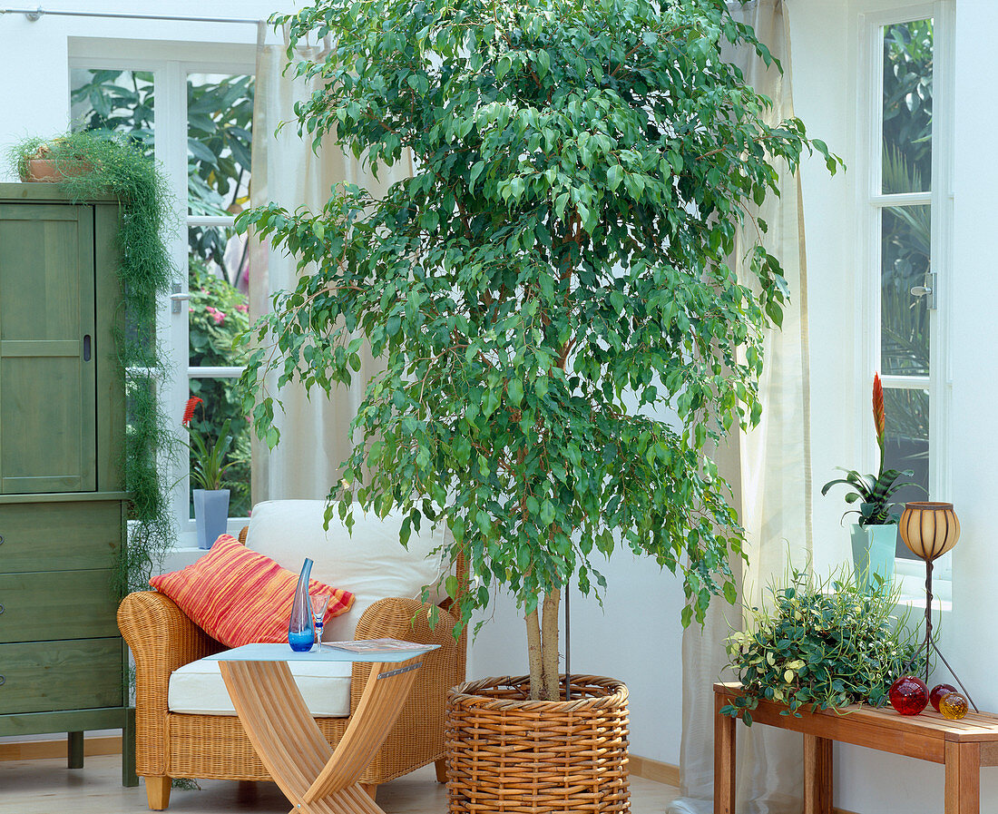 Ficus benjamina / Feigenbaum als Zimmerbaum