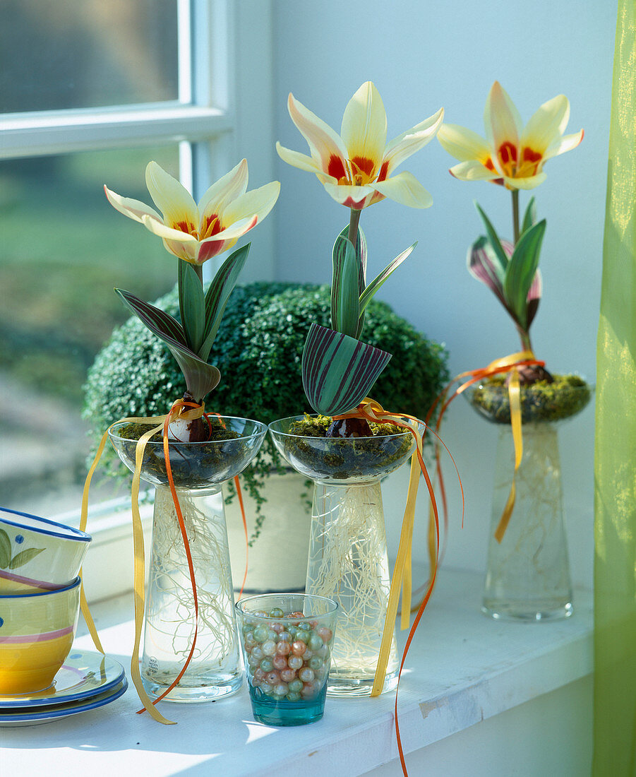 Tulipa 'Authority' auf Wasserglas gesetzt