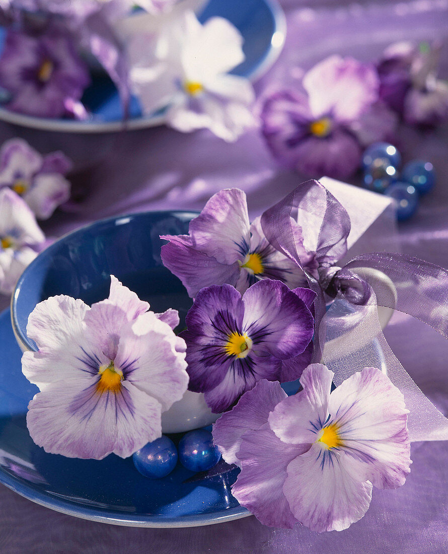Viola wittrockiana (Stiefmütterchenblüten) in blaue Tasse gelegt