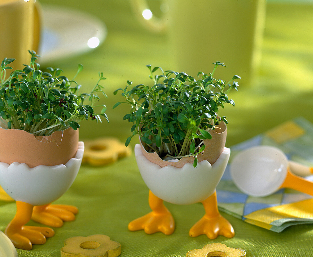 Cress seeds in an eggshell as a table decoration