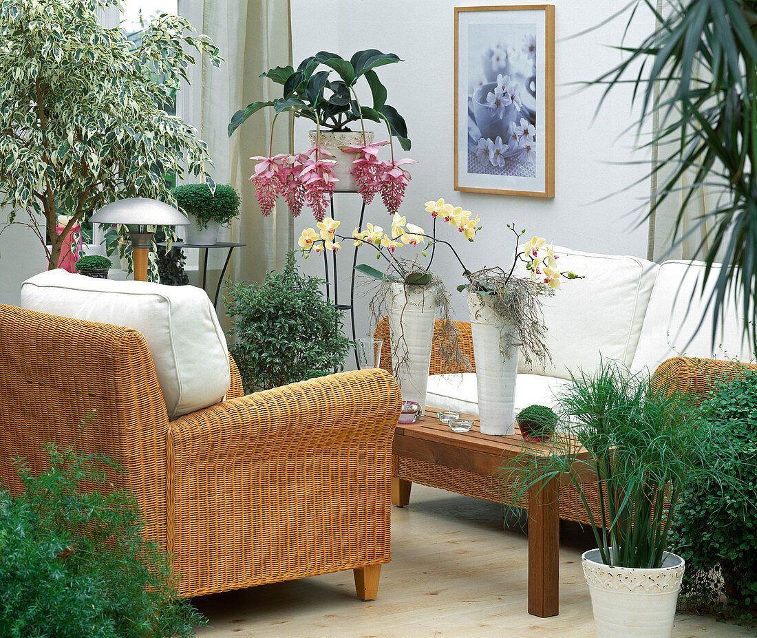 Living room with Ficus benjamina, Soleirolia, Medinilla,