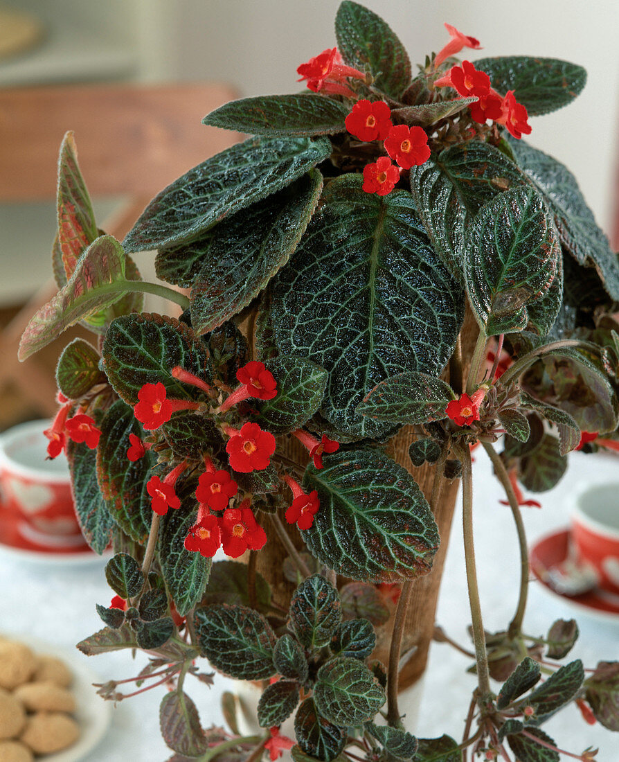 Episcia reptans