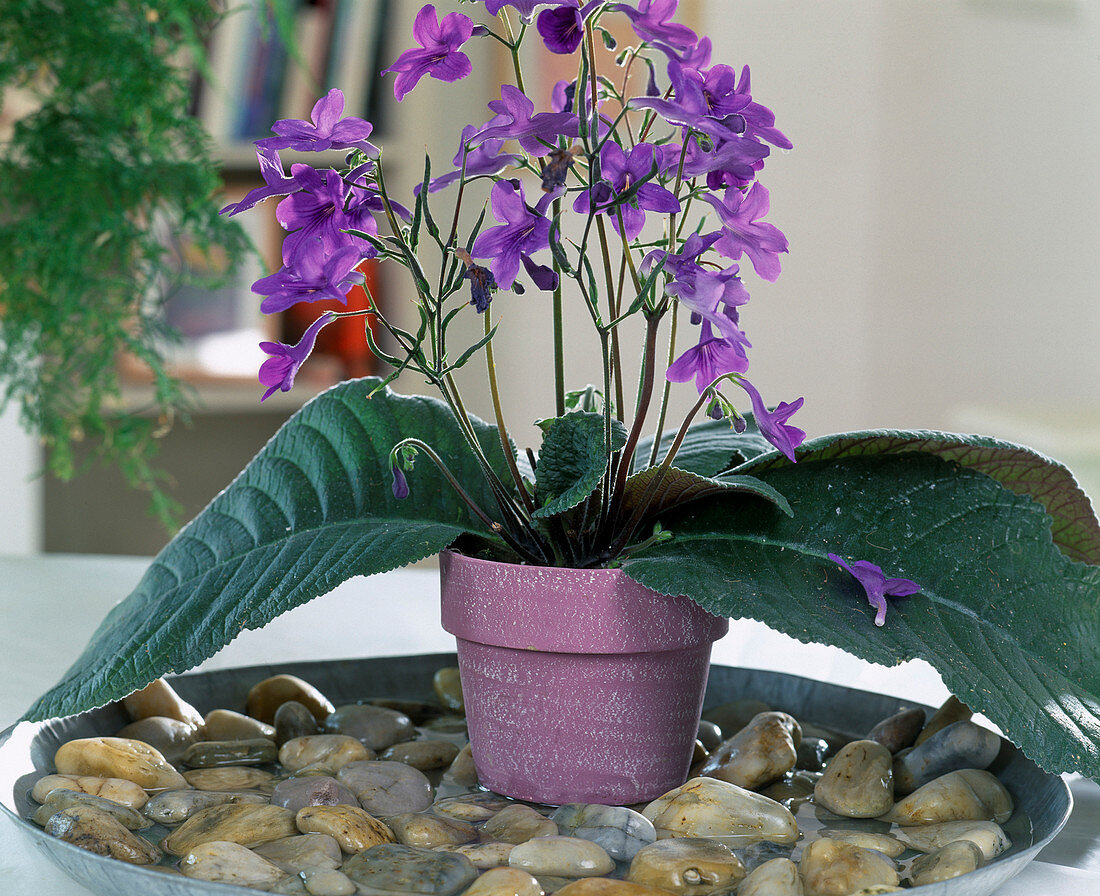 Streptocarpus-Hybr. (Drehfrucht)