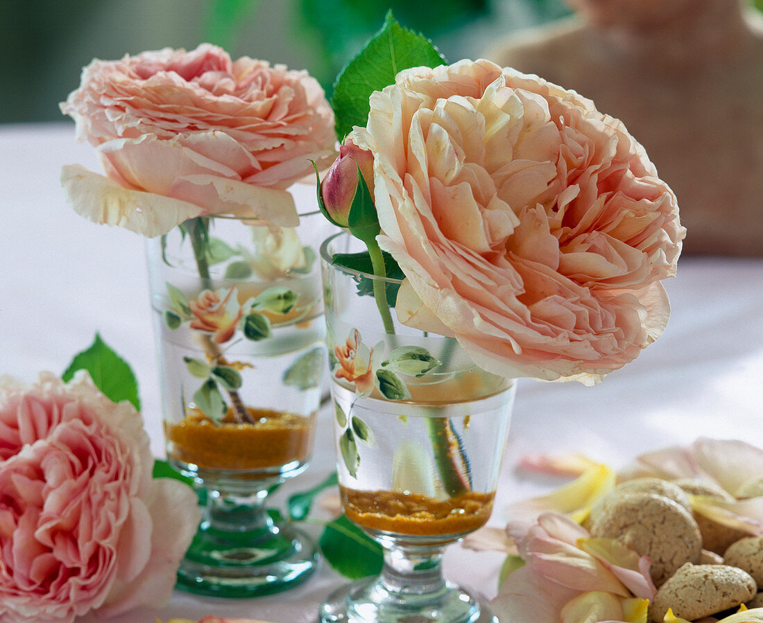 Engl. Rosen 'Abraham Darby'