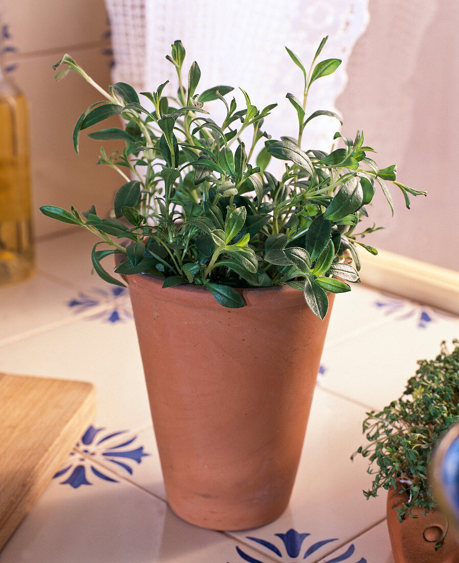 Bohnenkraut IN Terrakotta - Übertopf