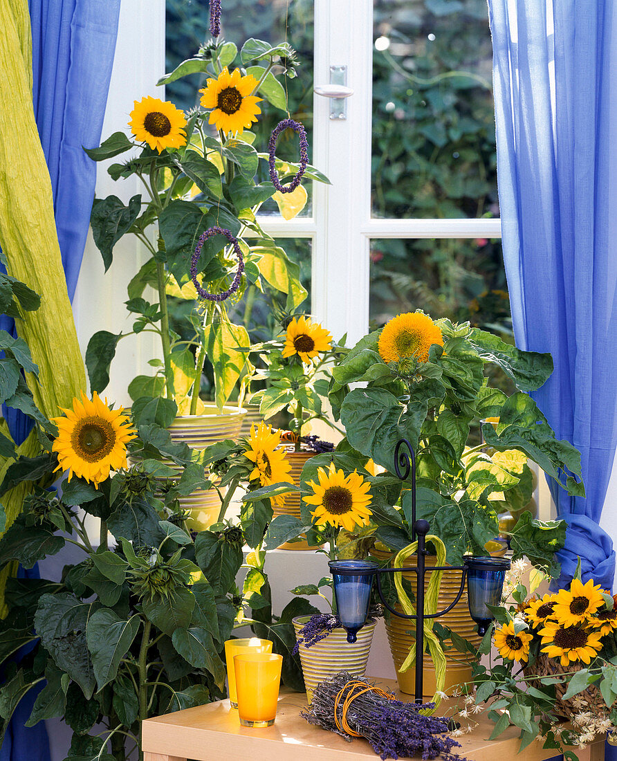 Helianthus annuus 'Teddybear', 'Sonja', 'Tiffany' (Sunflower)