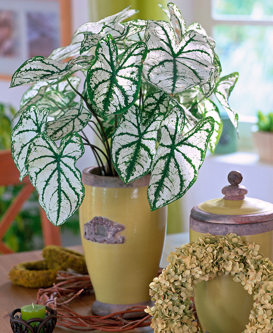 Caladium bicolor 'White Christmas' (Buntblatt)