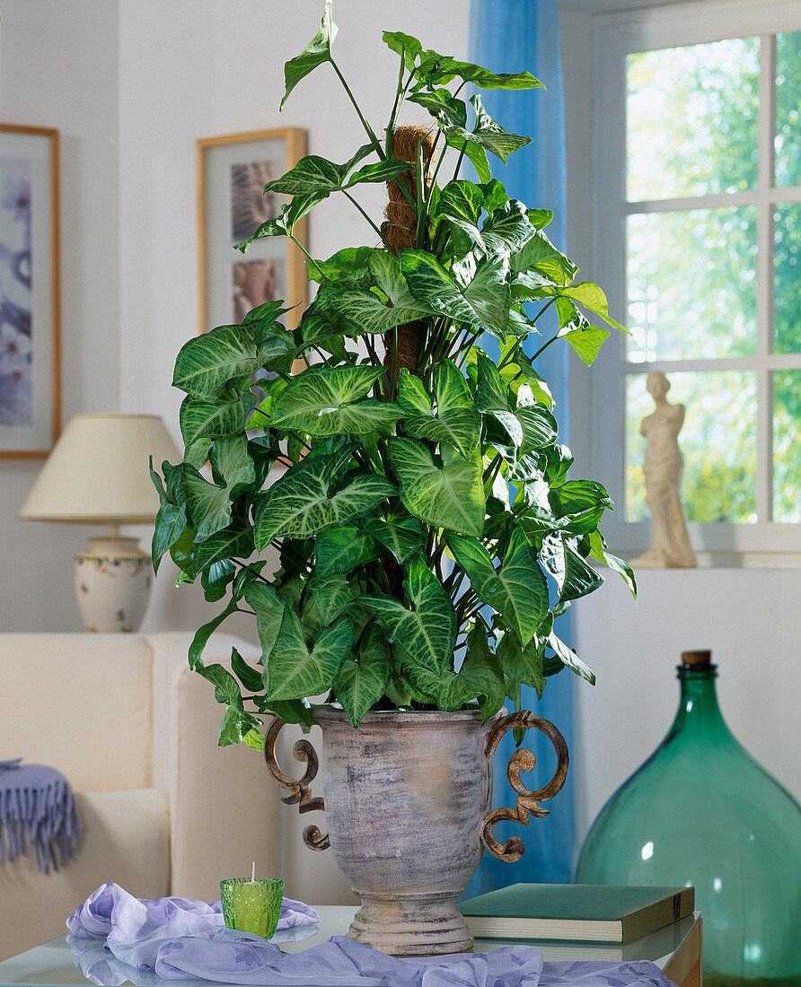 Syngonium 'Butterfly'