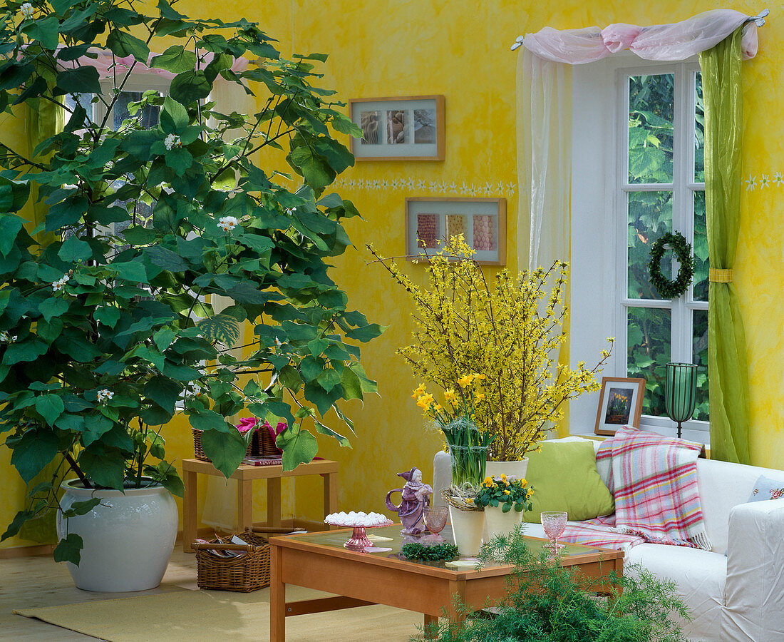 Living room with Sparmannia (Zimmerlinde), Forsythia bouquet,