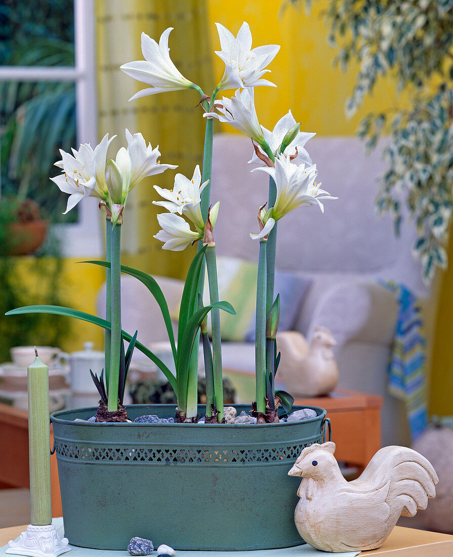 Hippeastrum hybrids (Amaryllis)