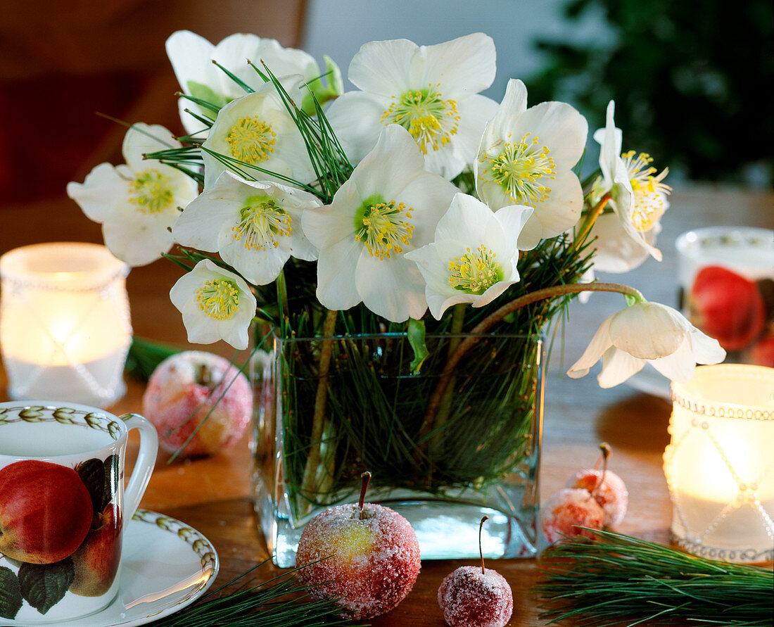 Helleborus niger / Christrose in Vase mit Seidenkiefernadeln, gezuckerte Äpfel.