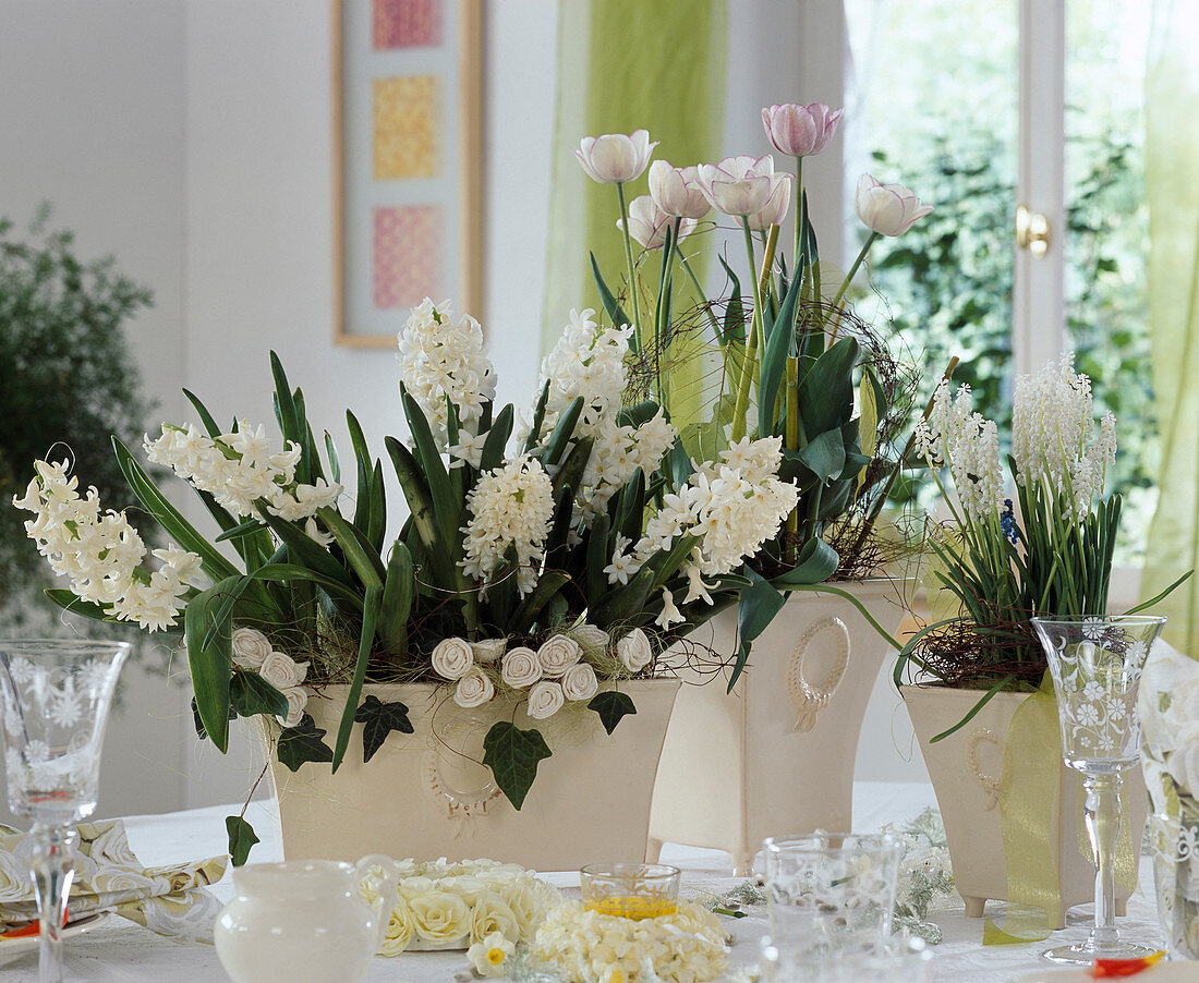 Hyacinthus orientalis, Seidenröschen, Tulipa 'Shirley',