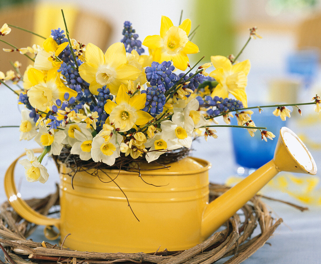 Frühlingsstrauß in kleiner Gießkanne mit Narcissus / Osterglocken 'Minnow' (weiß