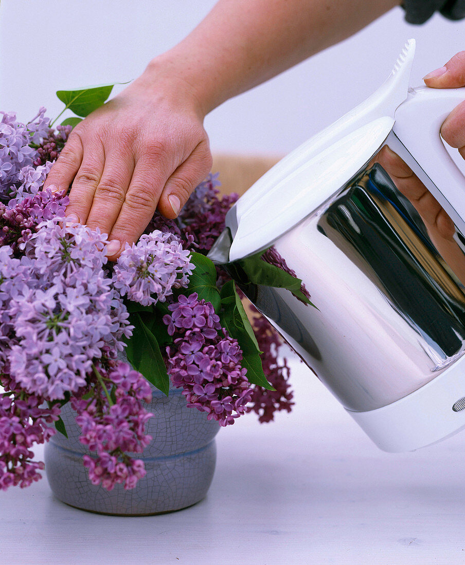 Syringa vulgaris / Flieder in kochendes Wasser stellen