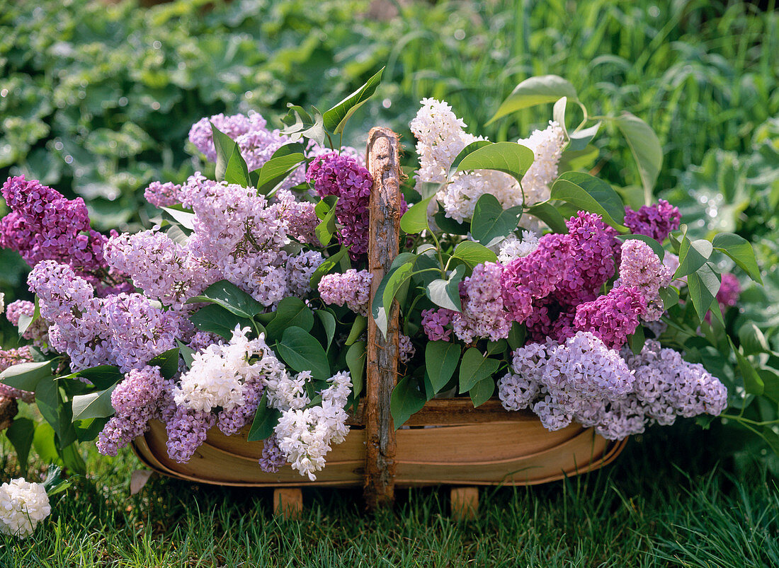 Basket of syringa vulgaris (lilac)