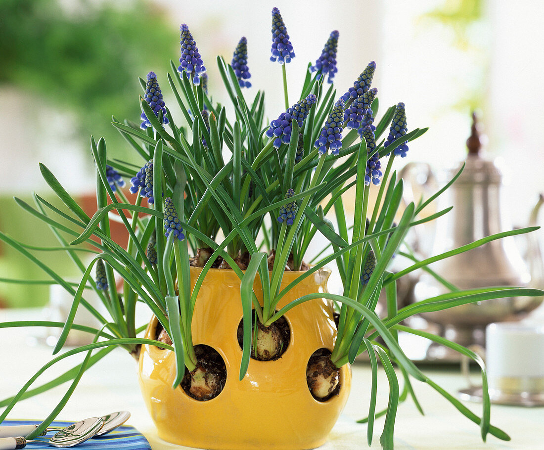 Crocus pot with muscari (grape hyacinth)