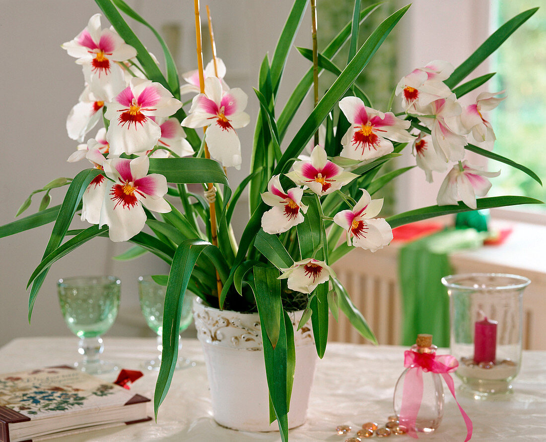 Miltonia- Hybr.