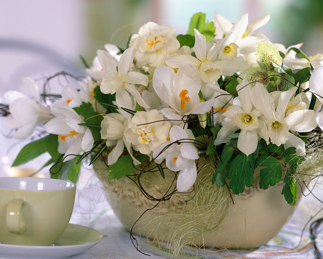 Jardiniere mit Narcissus 'Thalia' und 'Cheerfulnees' (weiß gefärbt)