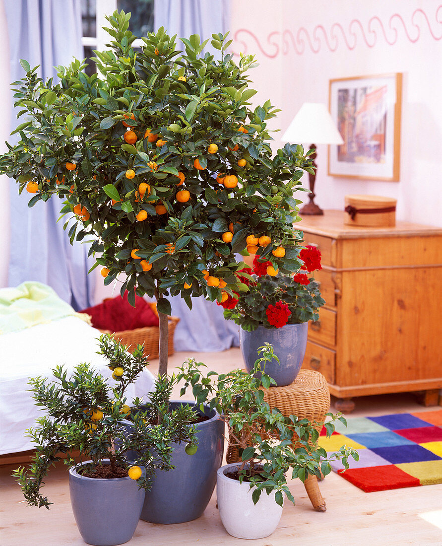 Citrofurtunella mitis (Calamondin orange), Pelargonium (Geranium)