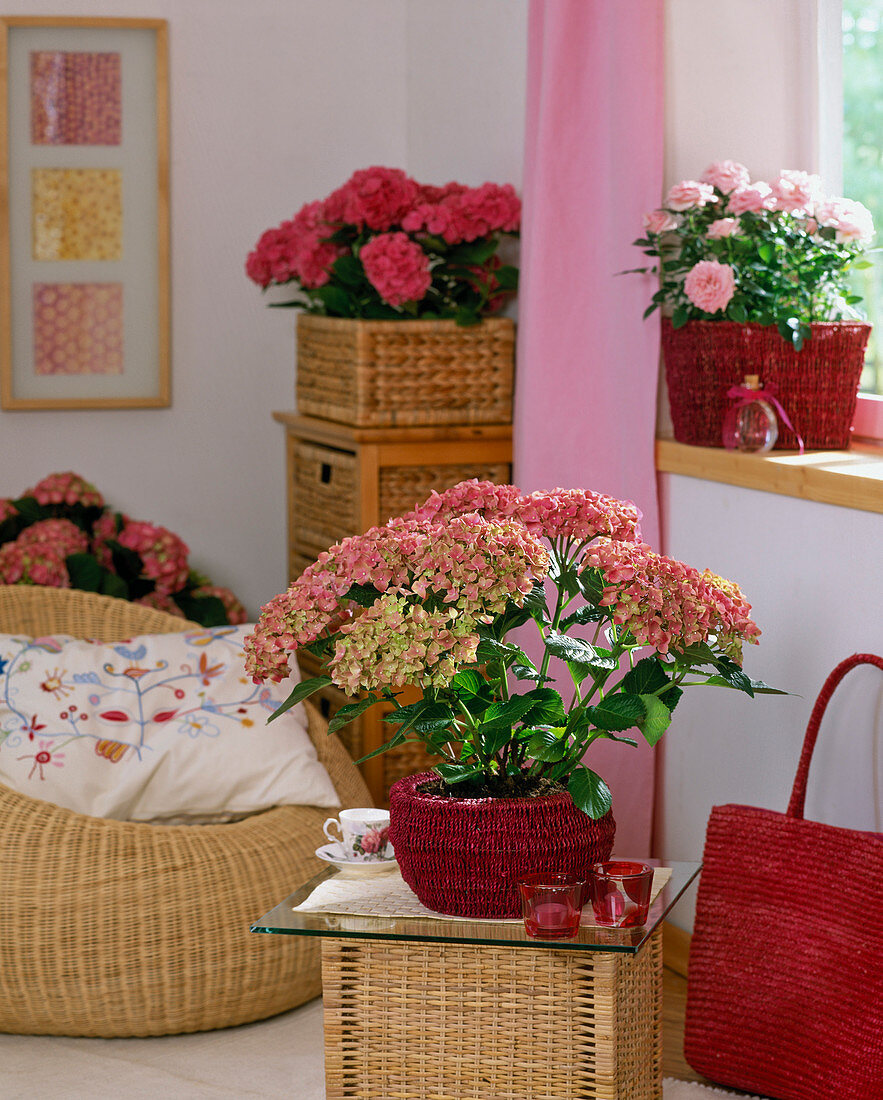 Hydrangea macrophylla / Hortensien, Rosa chinensis / Rosen