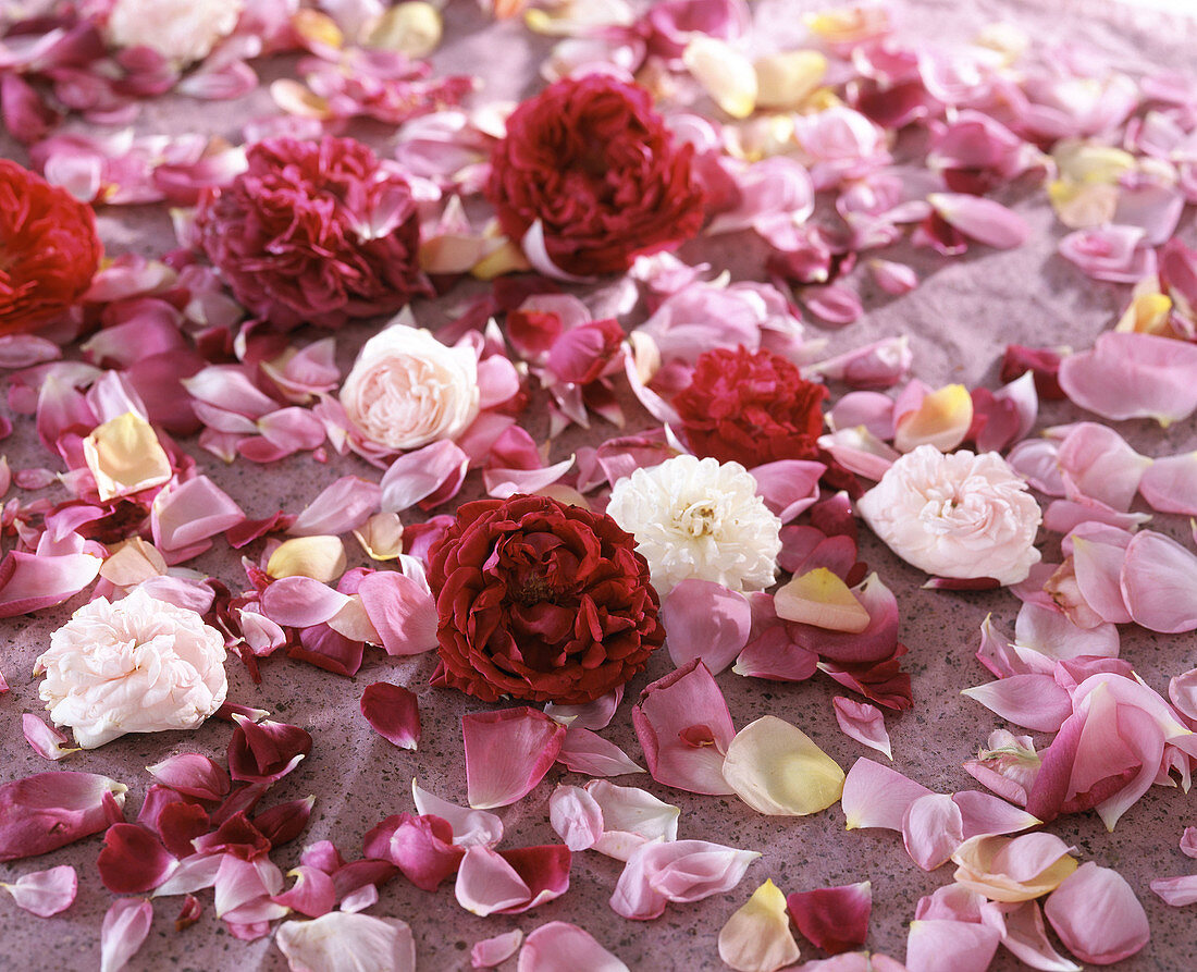 Rose petals for potpourri on paper to dry