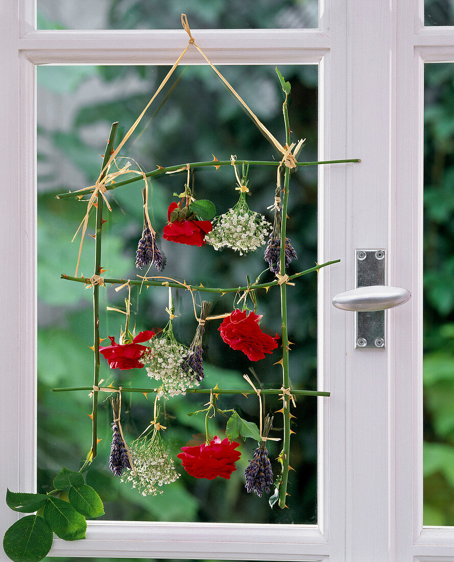 Flowers drying, frame of rose stalks and with flowers