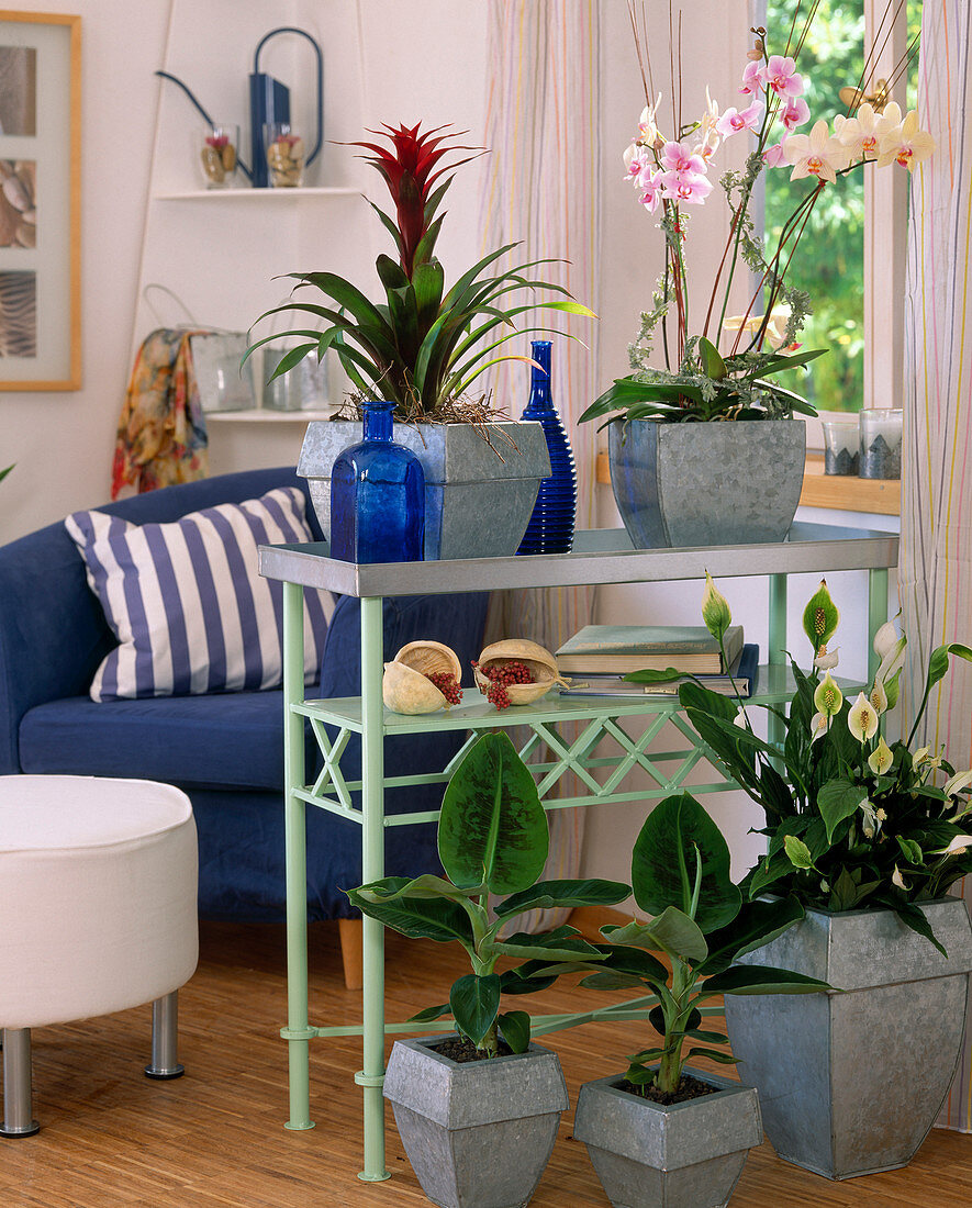 Flower bench as a room divider with phalaenopsis hybrid