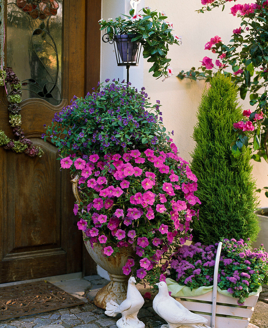 Solanum rantonnetii / Enzianstrauch, Petunia 'Pink Wave', Vinca